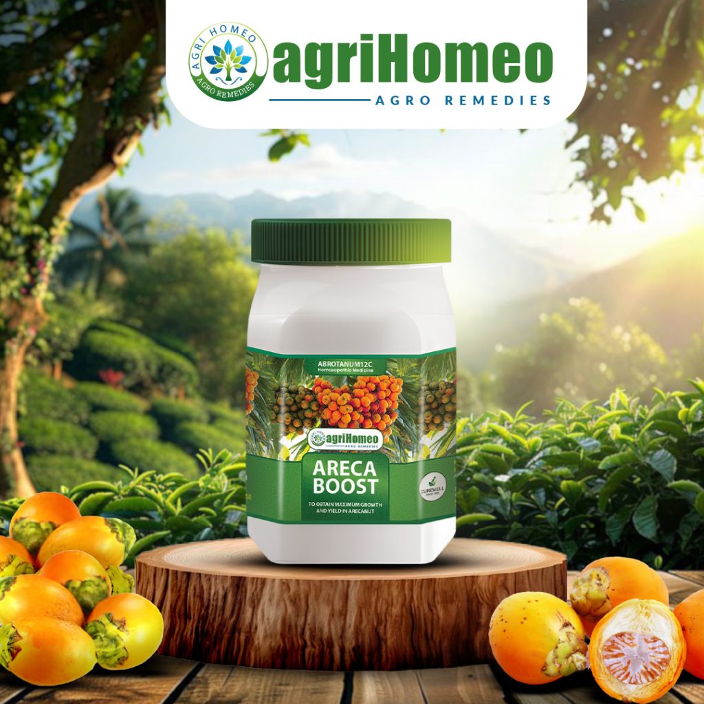 Areca Boost