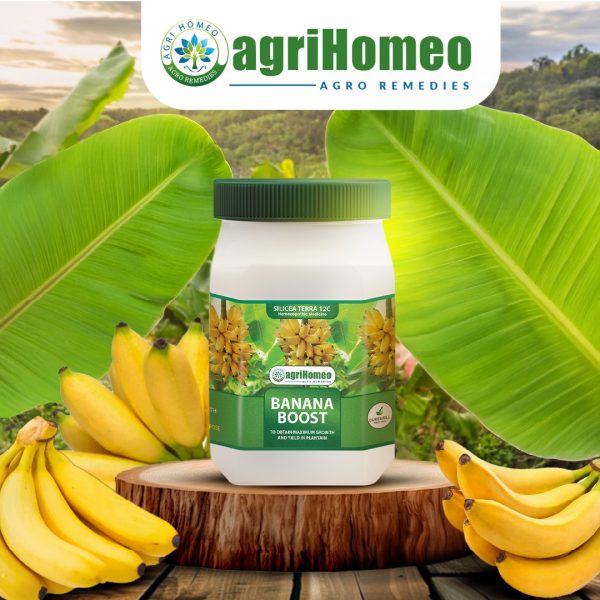 Banana Boost