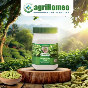Cardamom Plus