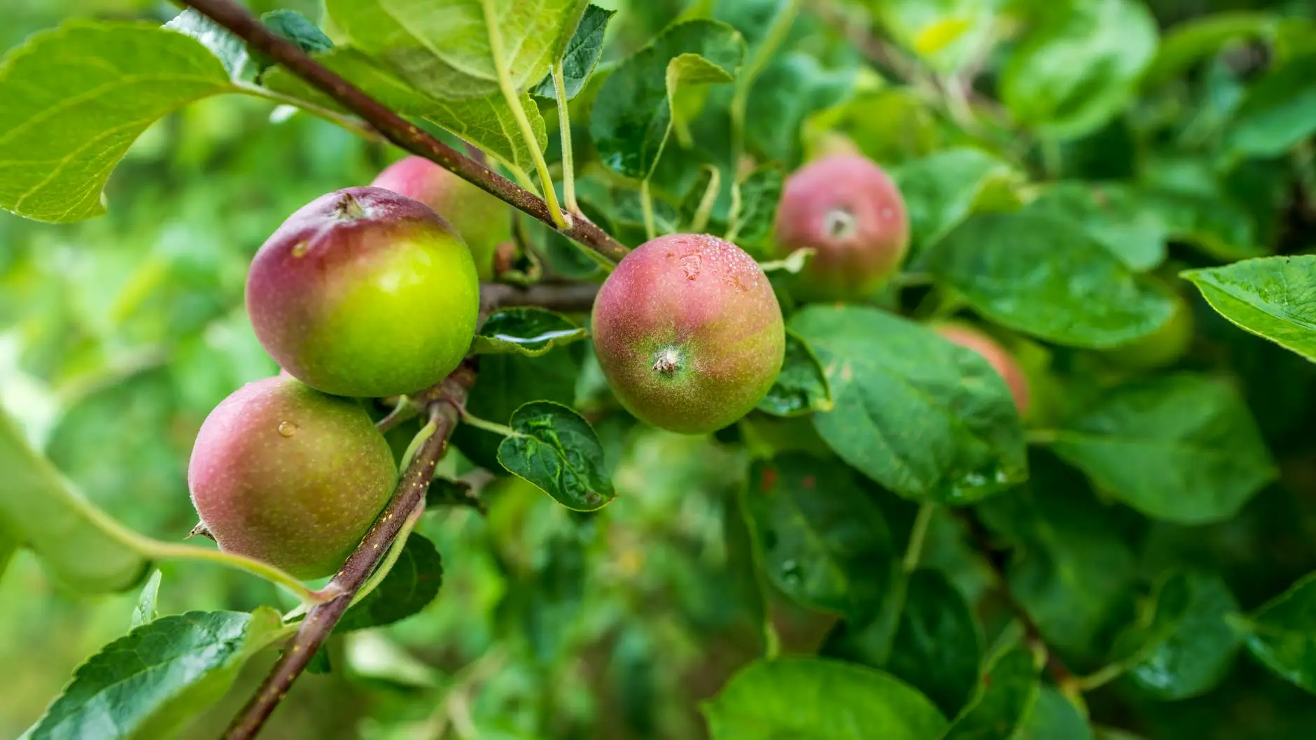 close up of apples and leaves